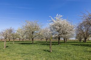 Woonhuis te koop Dorpsstraat 121 Eckelrade